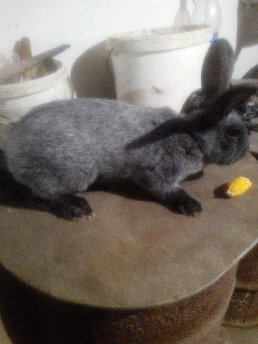 Самець та самочки "Полтавське срібло"