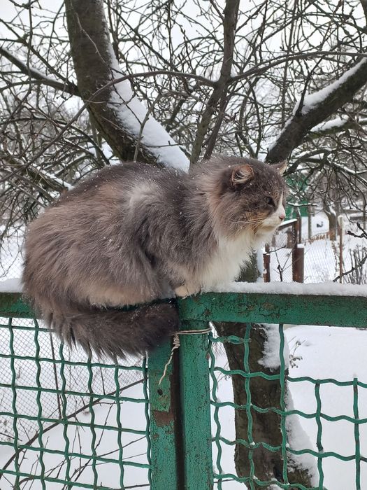 Кошенята в добрі руки.