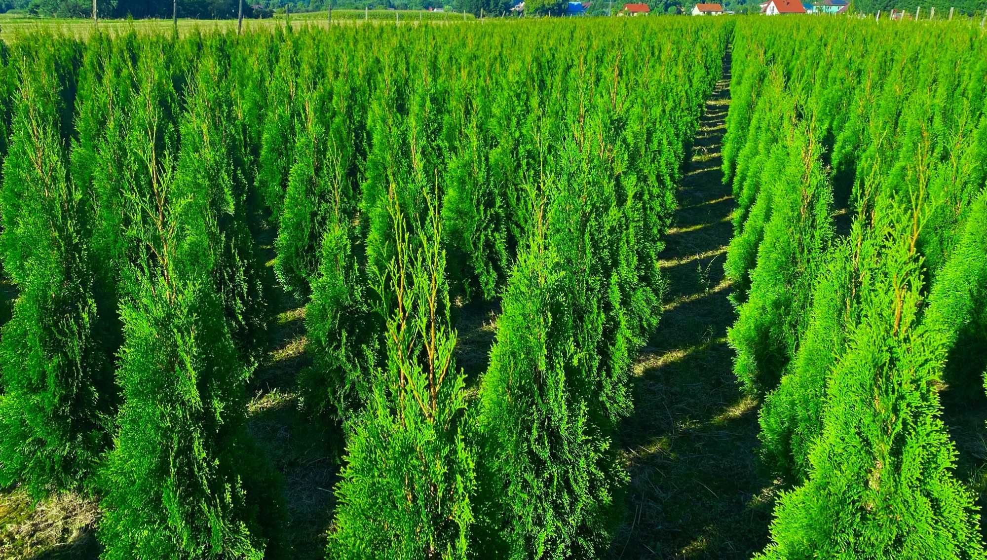 Tuja Thuja Szmaragd 100-250cm! Piękne, gęste! Producent!