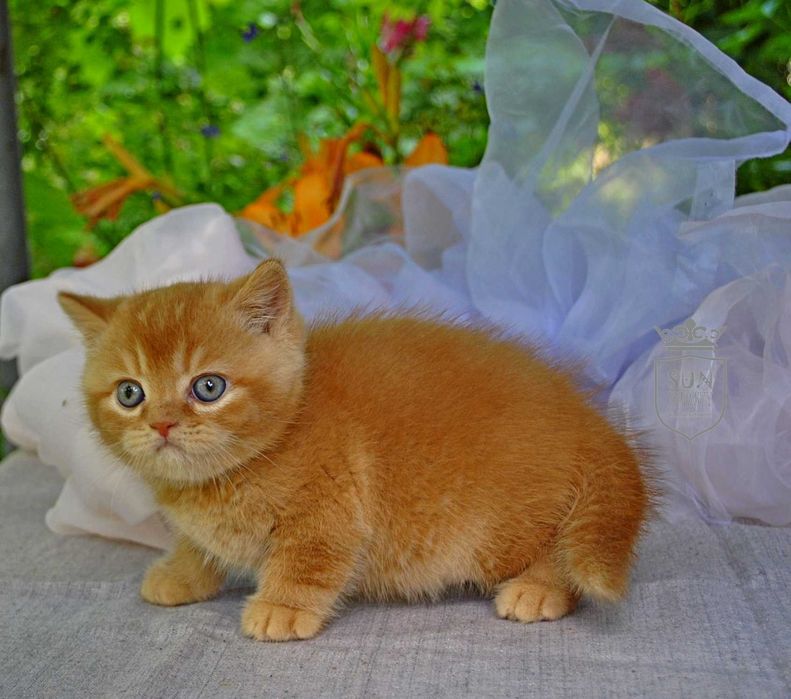 Розкішний рудий британсьий кошеня