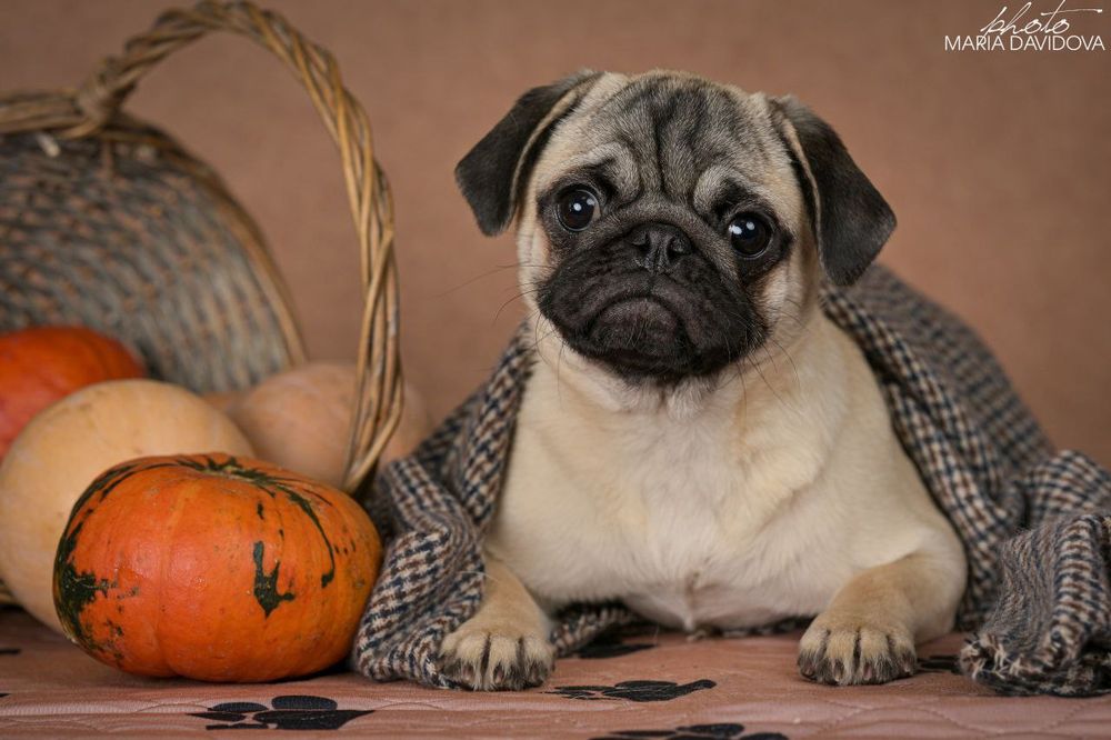 Продажа  мопсо-детей