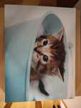Conjunto de quadros de Animais