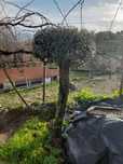 Oliveira para decoraçao jardím