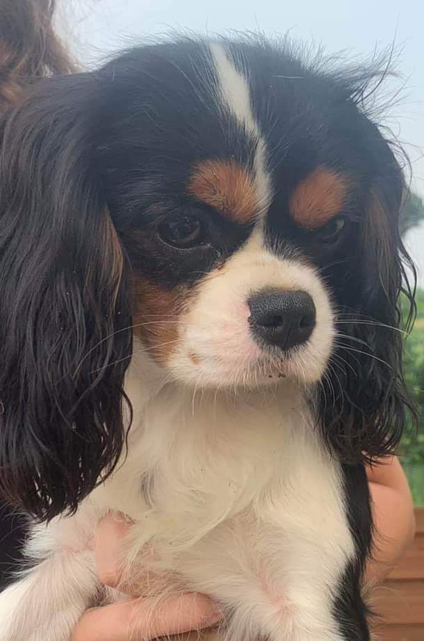 Reproduktor krycie Cavalier King Charles Spaniel krycie. Tricolor oraz