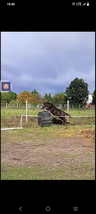 Młody źrebak ogierek