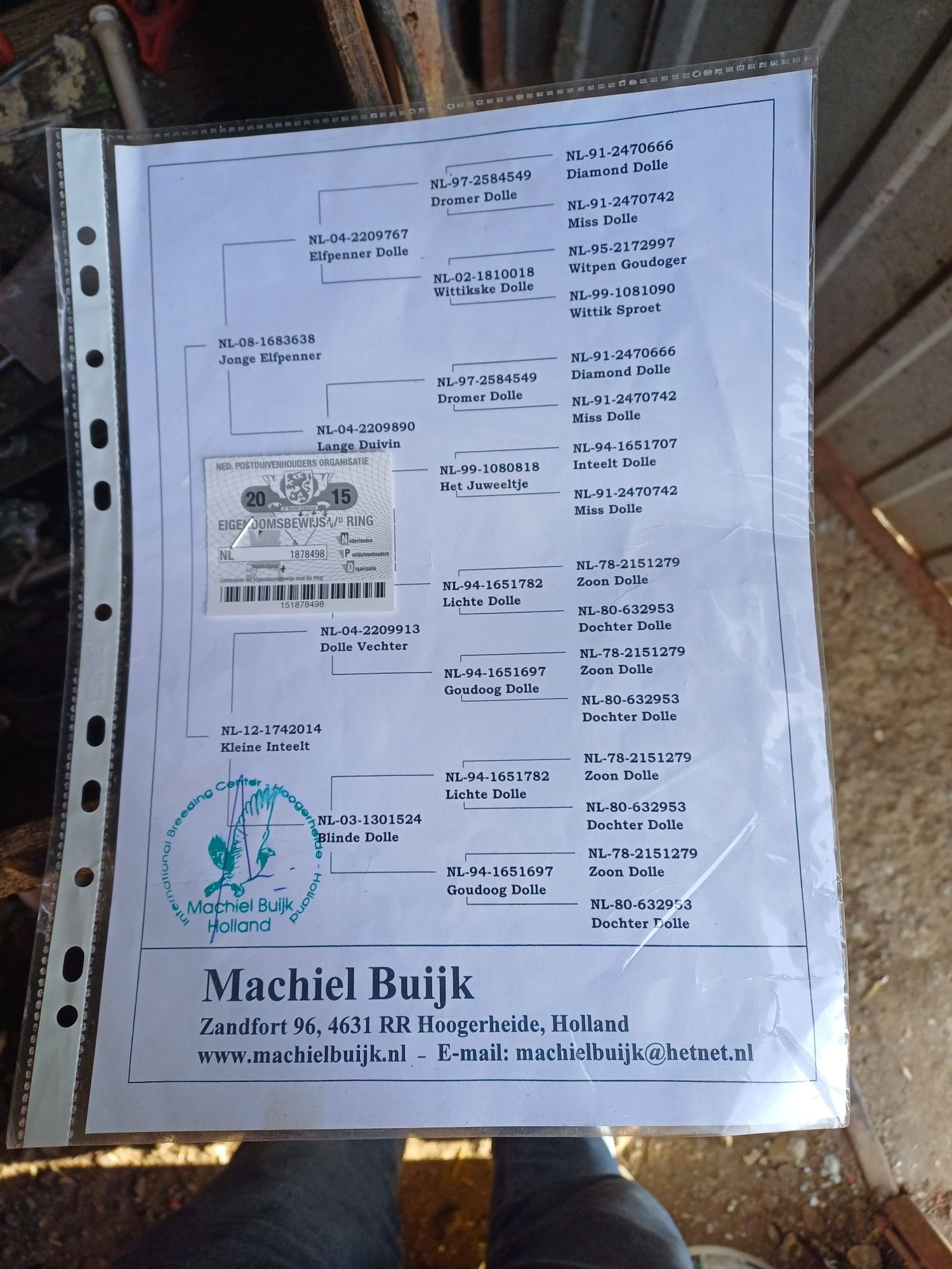 Golebie młode Ardeny