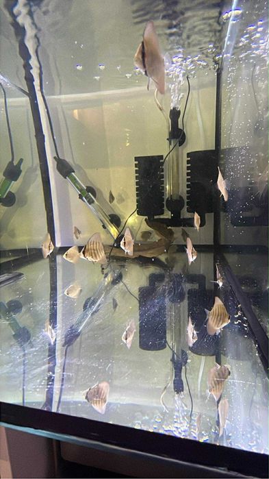 Ultimos 4 Discus com aprox. ate 5 cm