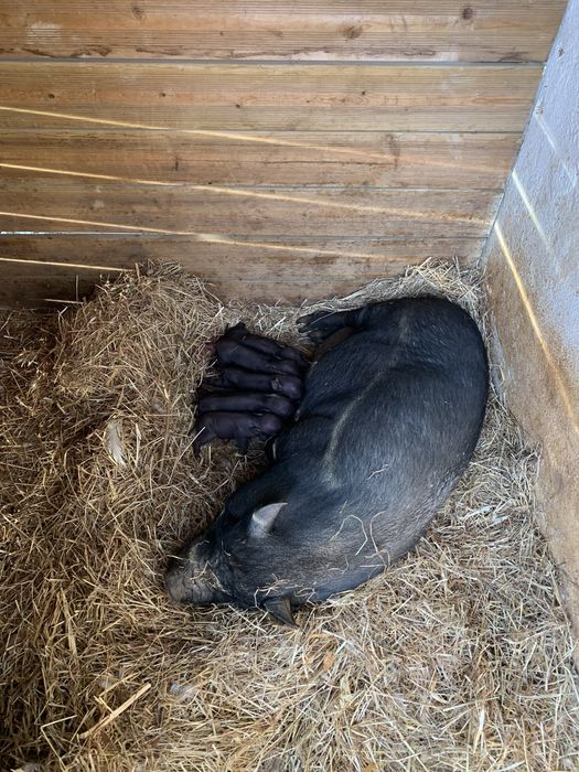 Porcos Vietnamitas, Mini Pigs