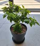 Bugenwilla Mini Thai Variegata