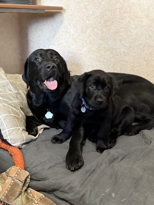 Лабрадор для вязки