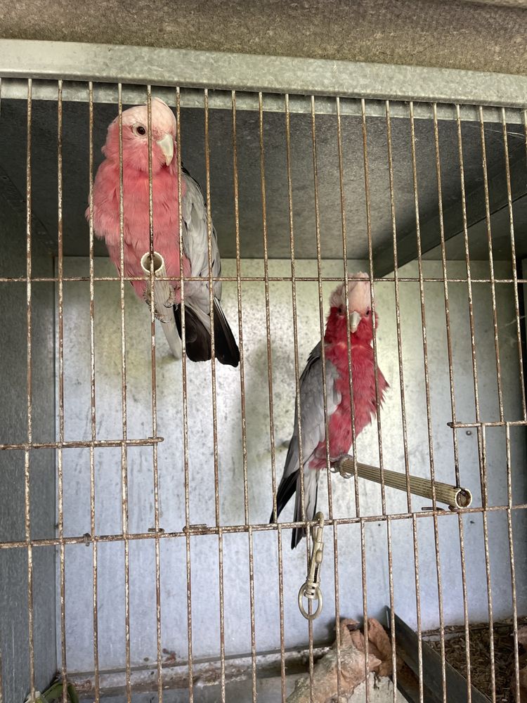 2 casais Reprodutores Cacatuas galah