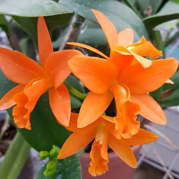 Катлея Blc. Young-Min Orange 'Golden Satisfaction'