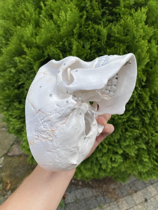 Model anatomiczny czaszki! Jak NOWA