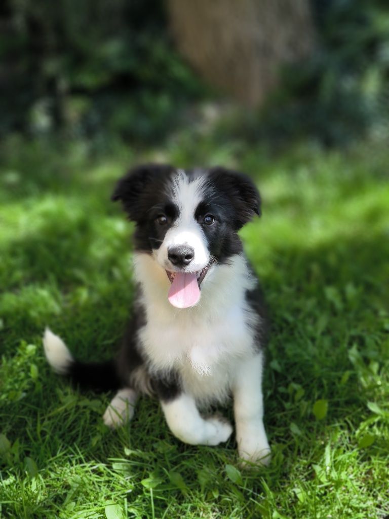 Border collie ZKWP FCI suczka