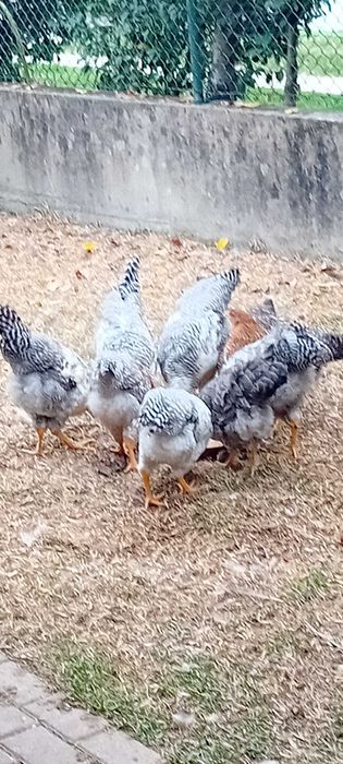Galos jovens Bielefelder cor prata