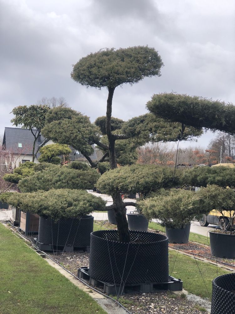 Bonsai Niwaki drzewa formowane sosna jałowiec duże drzewa BONSAI PARK