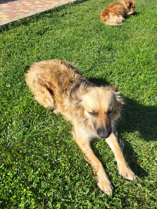 Віддамо двох стерилізованих дівчаток