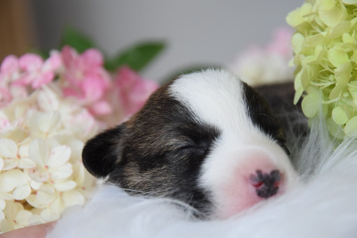 Welsh Corgi chłopiec FCI