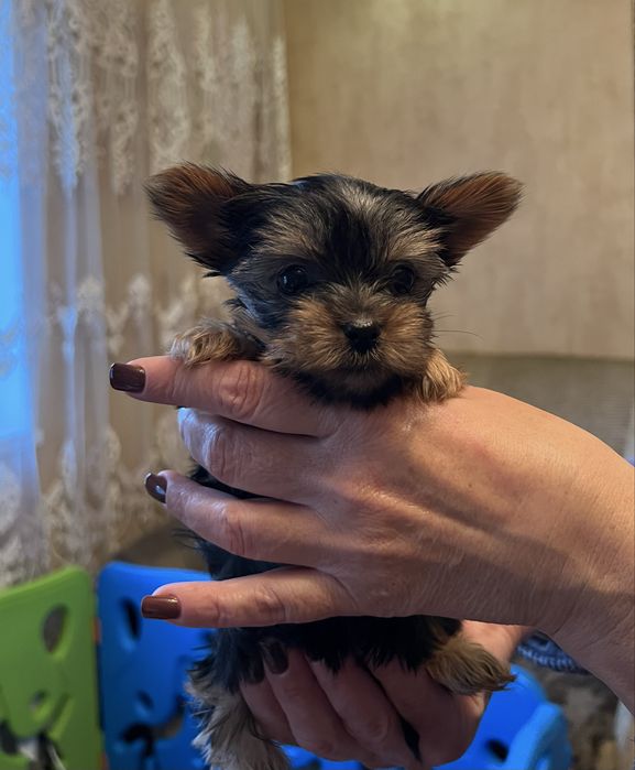 Готові до бронювання малюки йоркширського тер’єра!