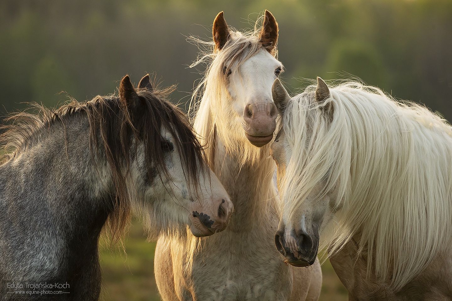 Gypsy Cob/ hodowla koni cygańskich/Imprinting