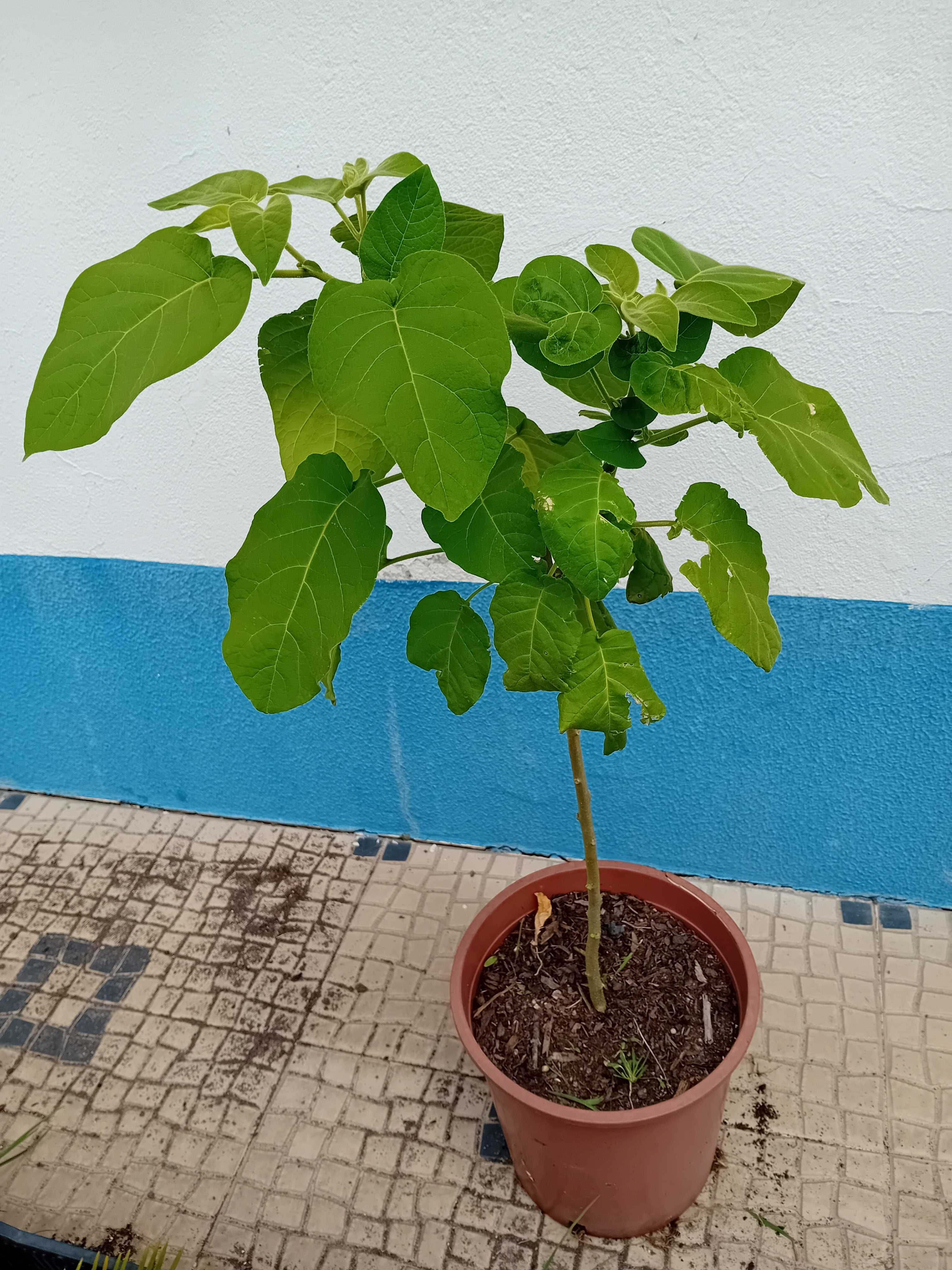 Arvore tamarilho amarelo anao
