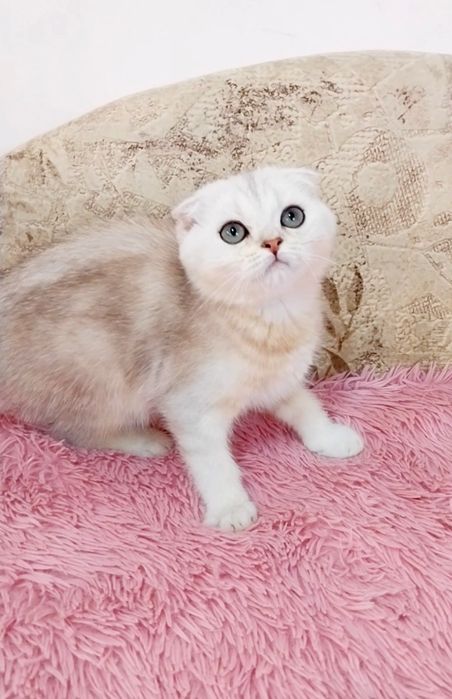 Чудо маленьке хлопчик шиншилка