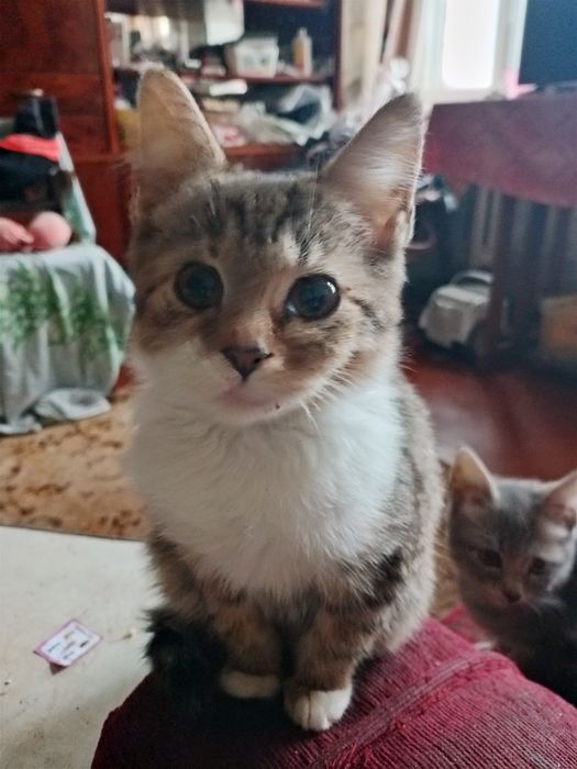 Віддам безкоштовно кошенят