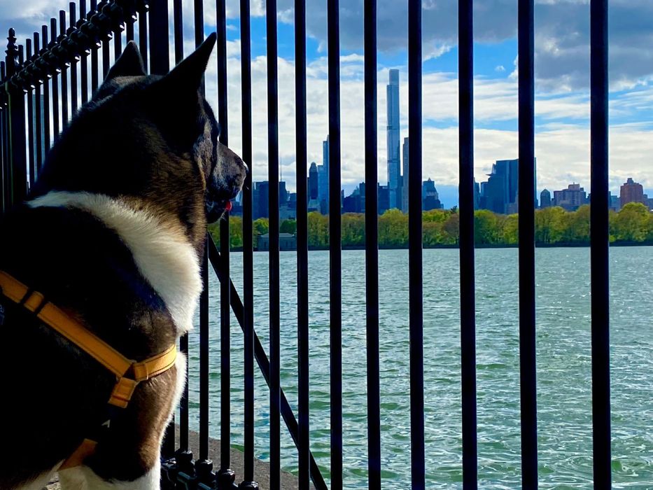 Вязка американська акіта