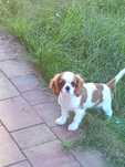 Cavalier king charles spaniel - uroczy piesek