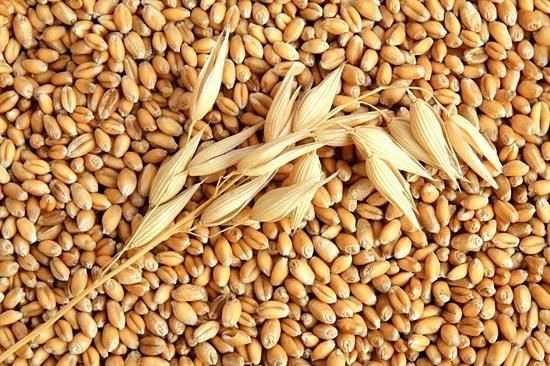 Продам зерно пшеницу 4 грн