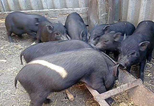 Вятнамські свині