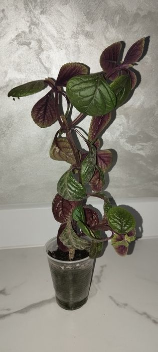 Продам пеларгонія