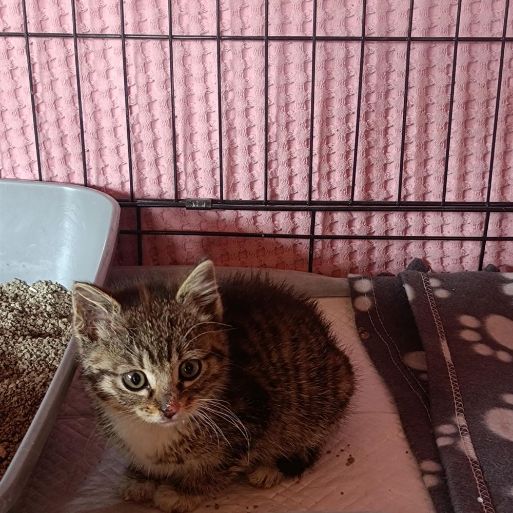 Stadko kociąt do adopcji