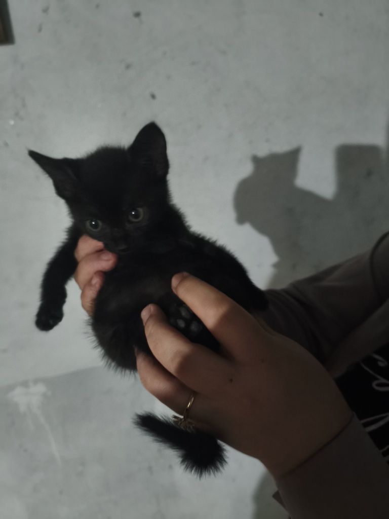 Gata preta para adoção