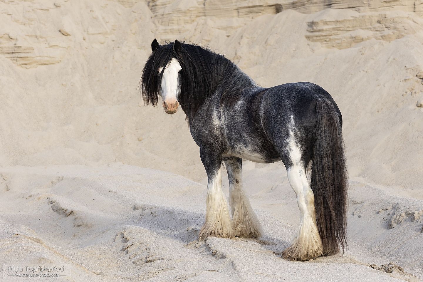 Stanowka ogierem gypsy cob/tinker