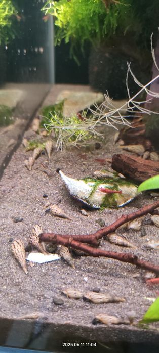 ślimaki świderki , czyściciele akwarium