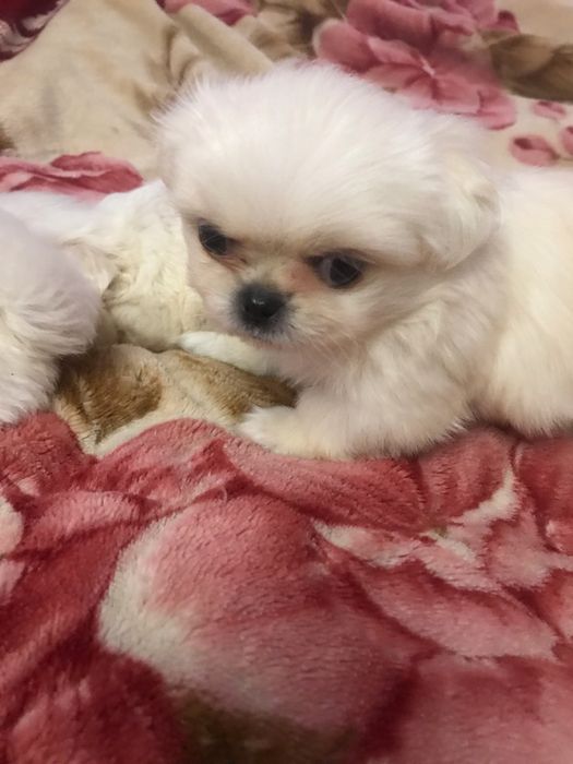 Продаються пікінеси