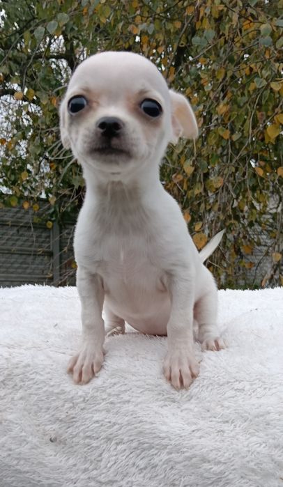 Śliczna sunia chihuahua krótkowłosa ZKwP FCI