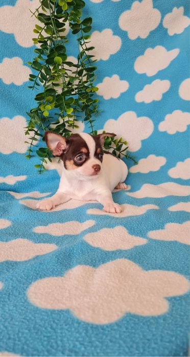 Estupendo chocolate chihuahua/chiuaua de Qualidade