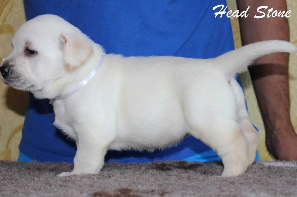 Лабрадор ретривер