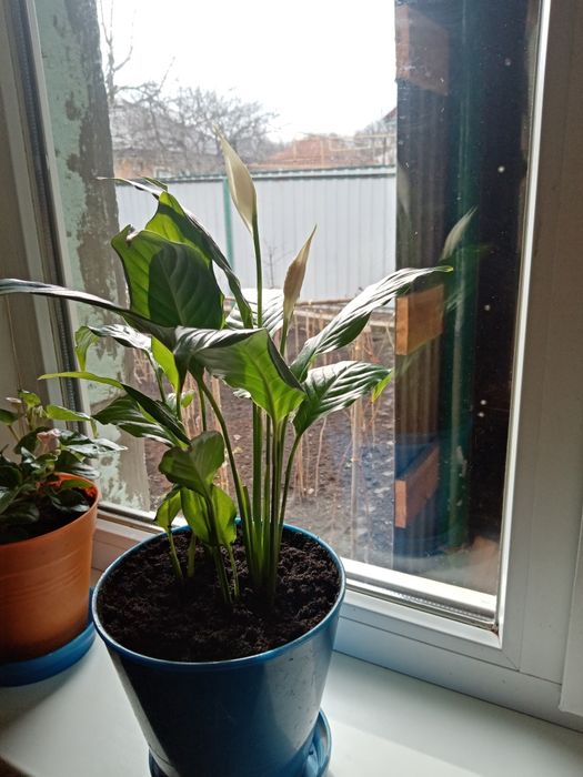 Каланхой цветущий