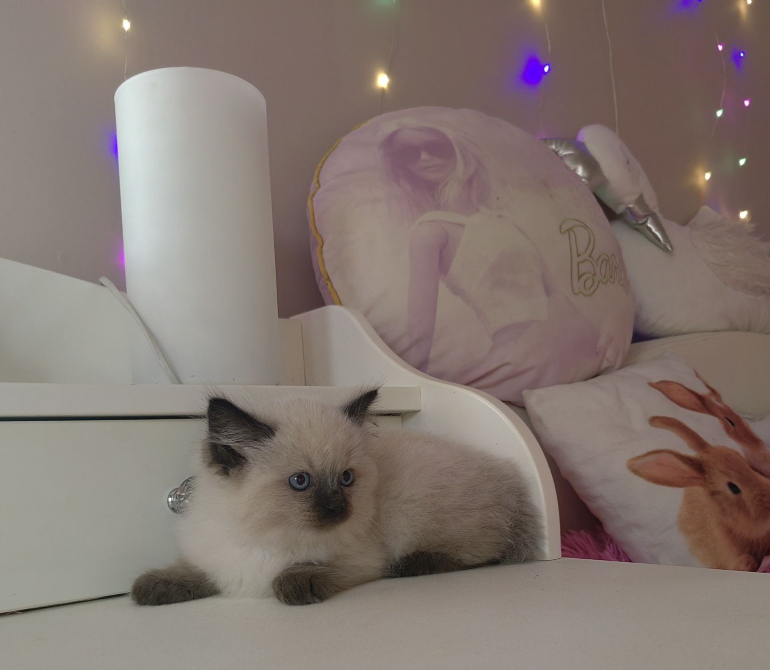 Kocurek ragdoll seal point