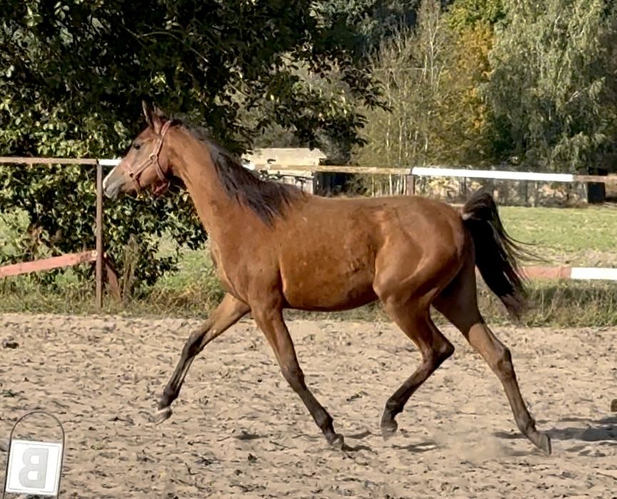 Klacz arabska -  Sanago / Wadis