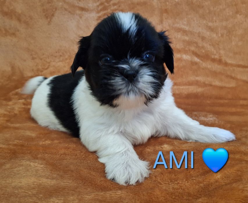 Piesek Shih Tzu rezerwacja