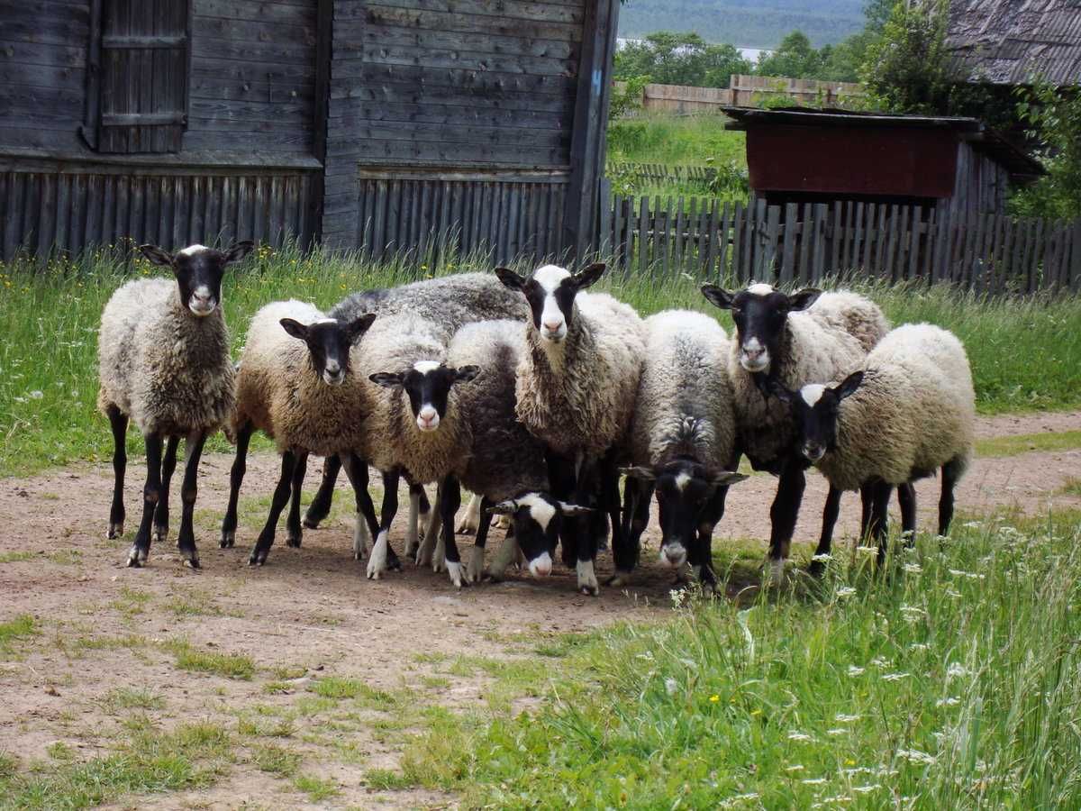 Продам овцы, бараны, живою вагою або на м'ясо романівської