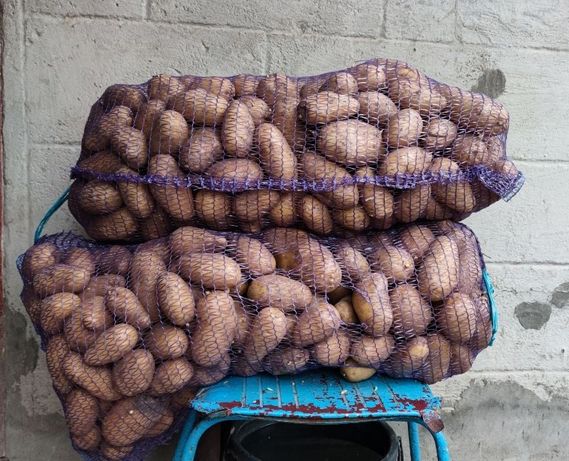 Продам картоплю-картошку (домашню)