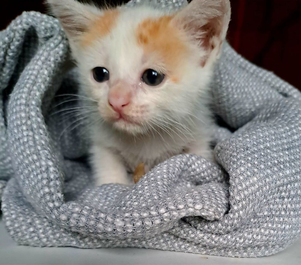 Dá se gatinha muito meiguinha