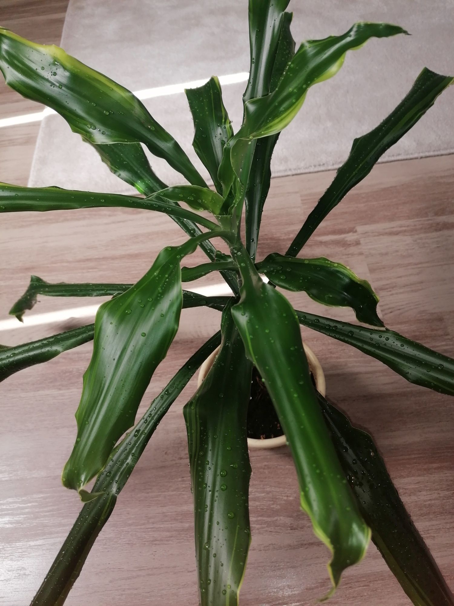 Młoda dracena szuka domu