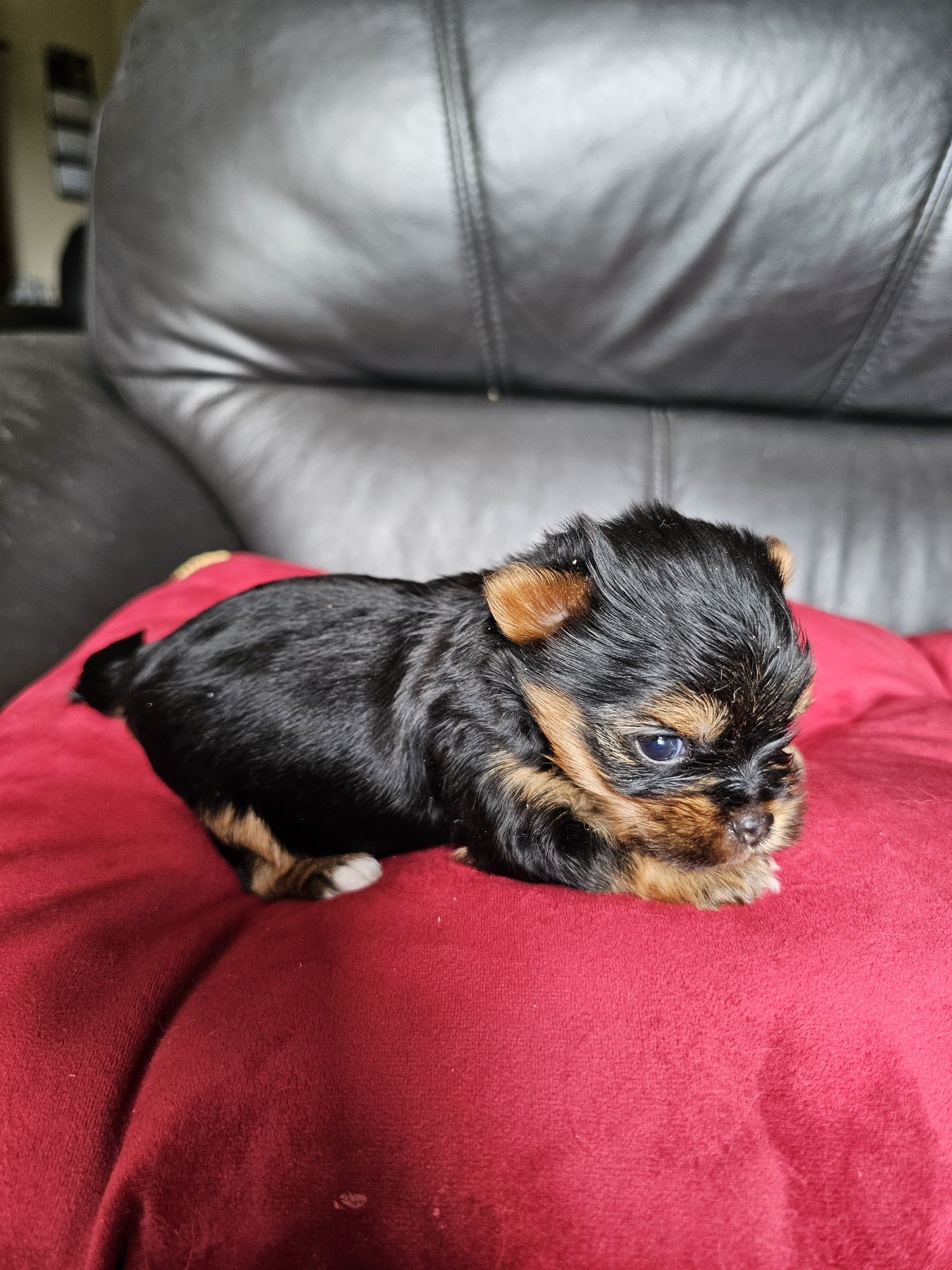 York terrier carier czarny podpalany suczka