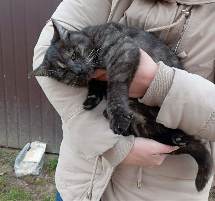 Przydymiona kotka - młoda i proludzka, Kościelec/Konin